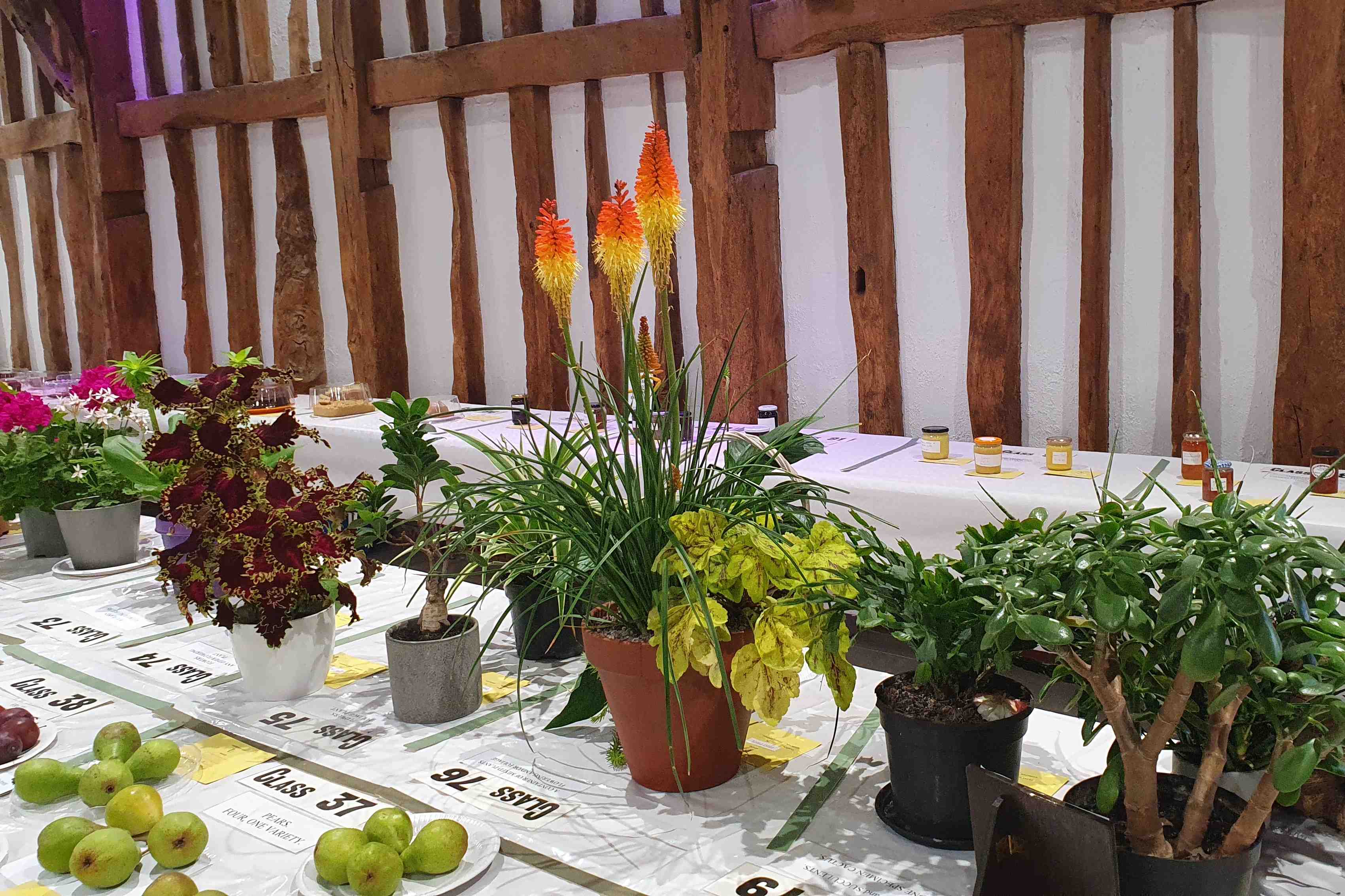 Harrow in LEAF - Guide to Showing for first timers