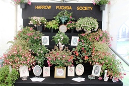 Fuchsia Society
