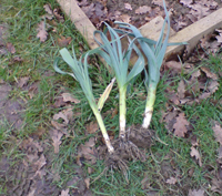 Brian's leeks by their bed