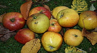 Frances's Windfall Apples